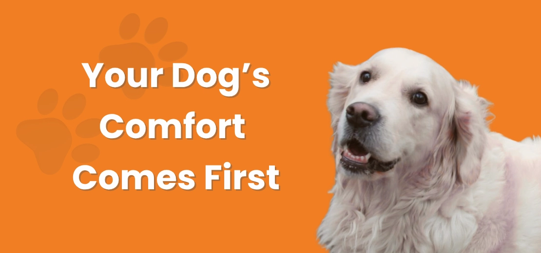 Dog next to the text “Your Dog’s Comfort Comes First” text and an orange background.