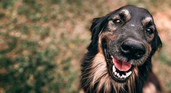 Alpha Valley Boarding Kennel banner