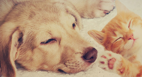 Bekkers Pet Care banner