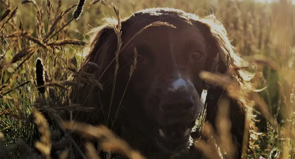 Canine Country Club banner