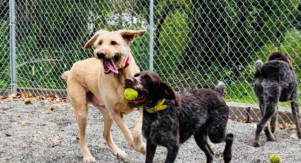 Dog House Hotel banner