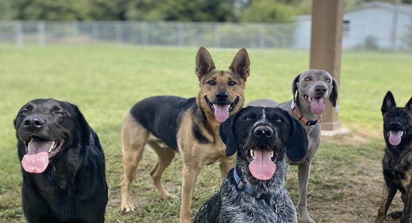 Greensburg Bed & Biscuit banner
