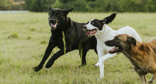 Houndstongue Pet Hotel banner