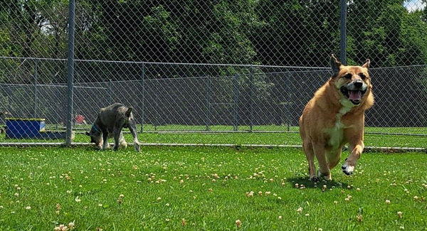 Little River Pet Resort banner