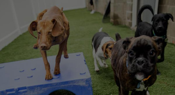 Paws & Unwind Pet Resort banner