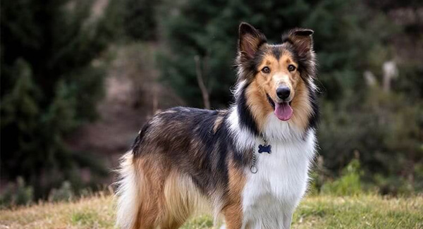 The Bark Park Pet Resort & Daycare banner