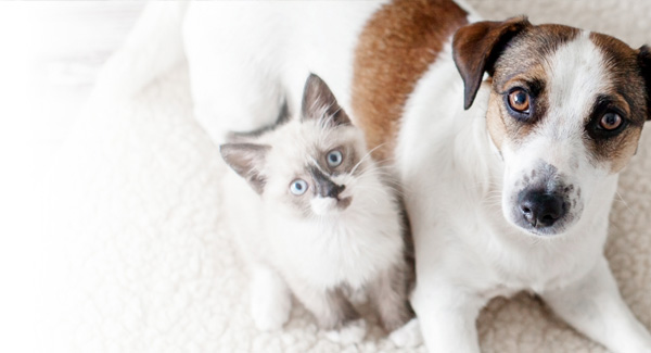 The Island Pawplex Luxury Pet Resort banner