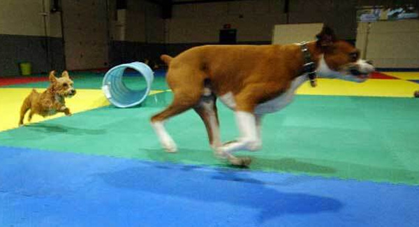 Woofdorf Astoria banner